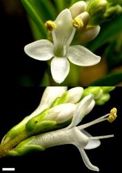 Veronica rigidula var. rigidula. Flowers. Scale = 1 mm.
 Image: P.J. Garnock-Jones © P.J. Garnock-Jones CC-BY-NC 3.0 NZ